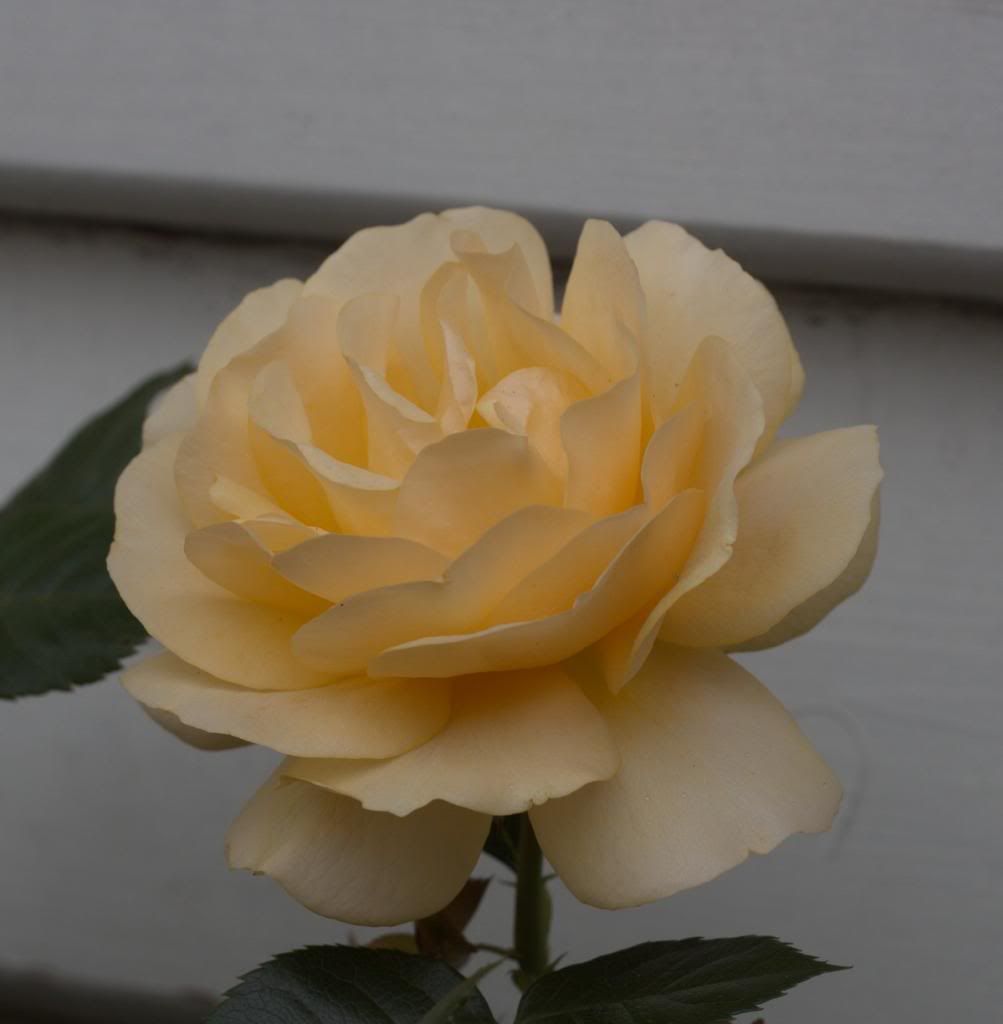 Julia Child photo juliachild_zps0719afb0.jpg